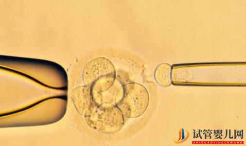 试管婴儿网:试管婴儿的鲜胚、囊胚、冻胚,都有说明区别已经成功率(图1)