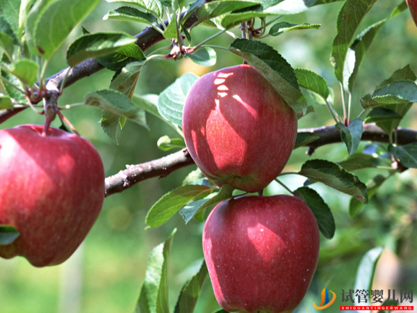 子宫肌瘤可以吃苹果