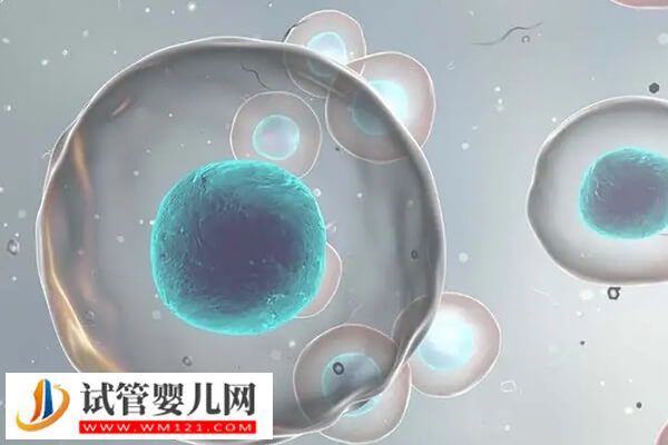 试管婴儿移植后胸疼的原因是什么(图1)