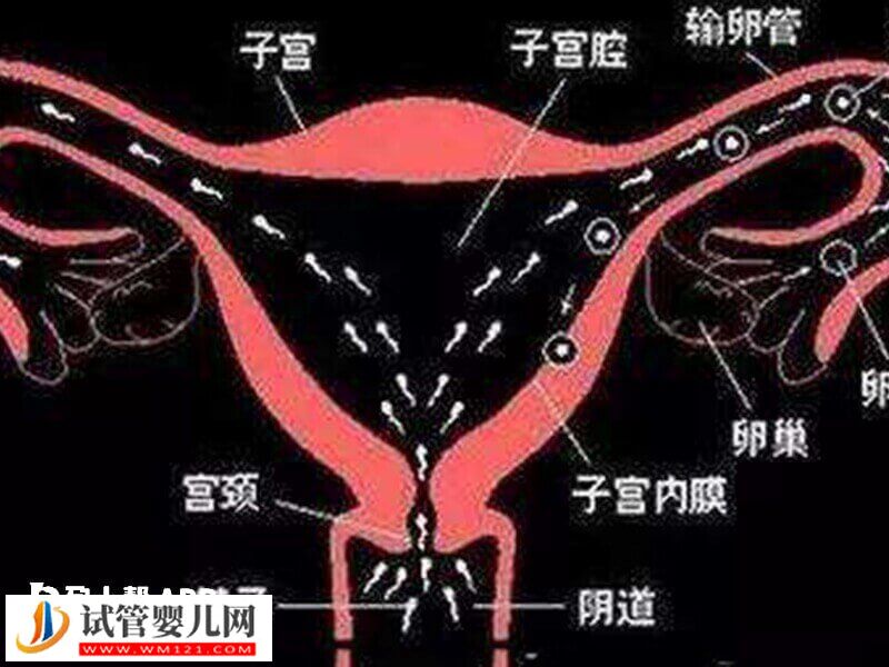 「排卵针副作用」卵泡不成熟容易治吗